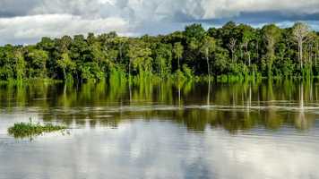 Rainforest view from river