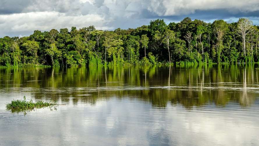 Rainforest view from river