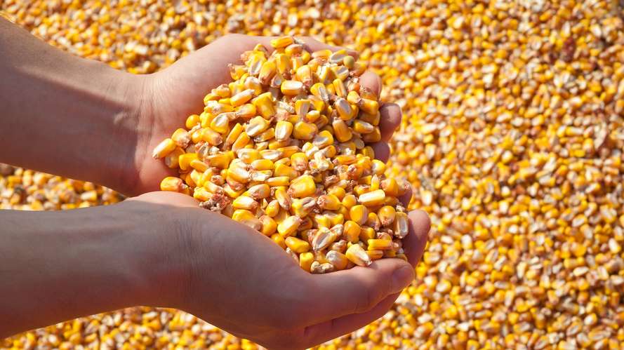 Hands holding hands full of grain