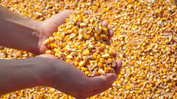 Hands holding hands full of grain