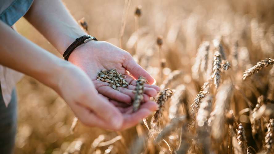 Person holding grain