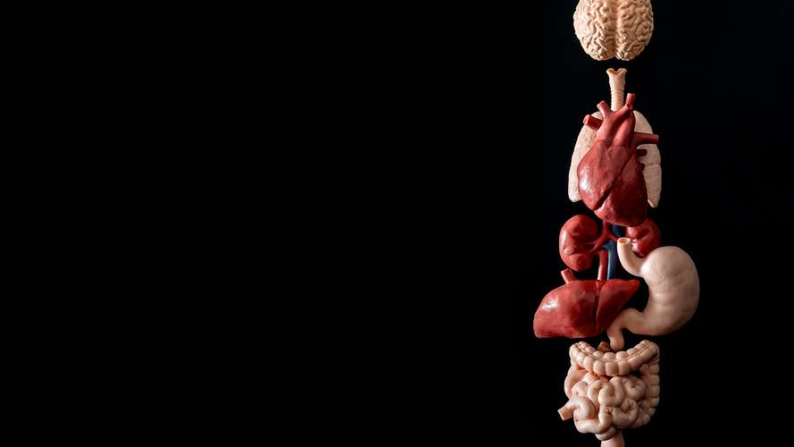 internal organs