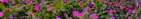 edesia-peas.jpg