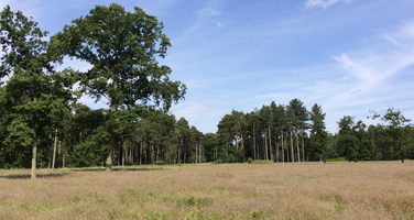Landscape shot of The Brecks