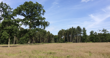 Landscape shot of The Brecks