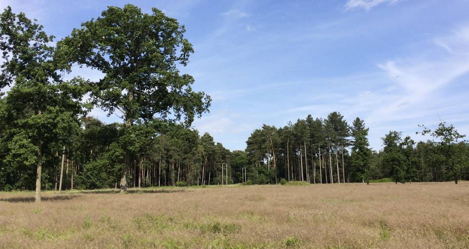 Landscape shot of The Brecks