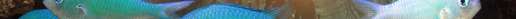 beautiful-fish-seabed-coral-reefs-underwater-beauty-fish-coral