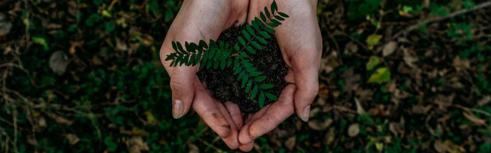 Hands-holding-seedling