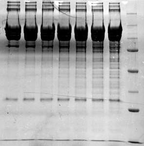 Black and white image of gelatin lab slide
