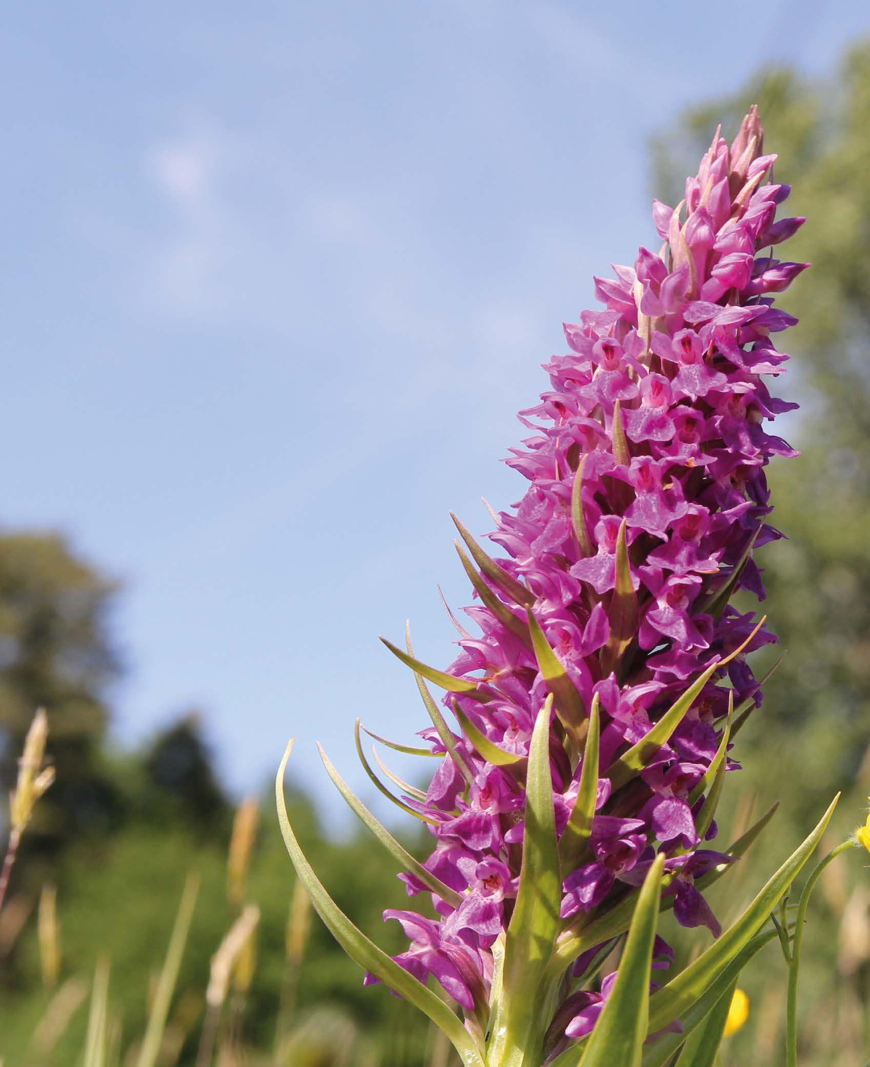 campus orchid p24