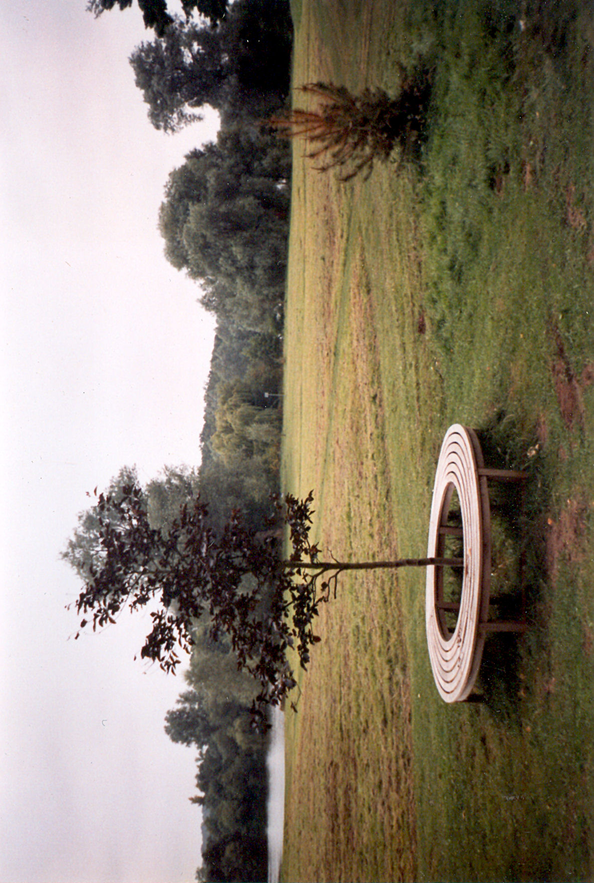sebald tree and bench
