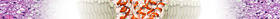 Mitochondrial Uncoupling Protein