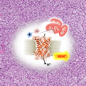Mitochondrial Uncoupling Protein