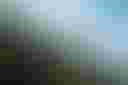 Loading Forest on a mountain side with cloud cover...