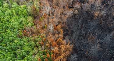 The border between a section of burnt forest and healthy forest.