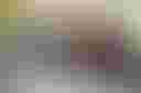 Loading image...
