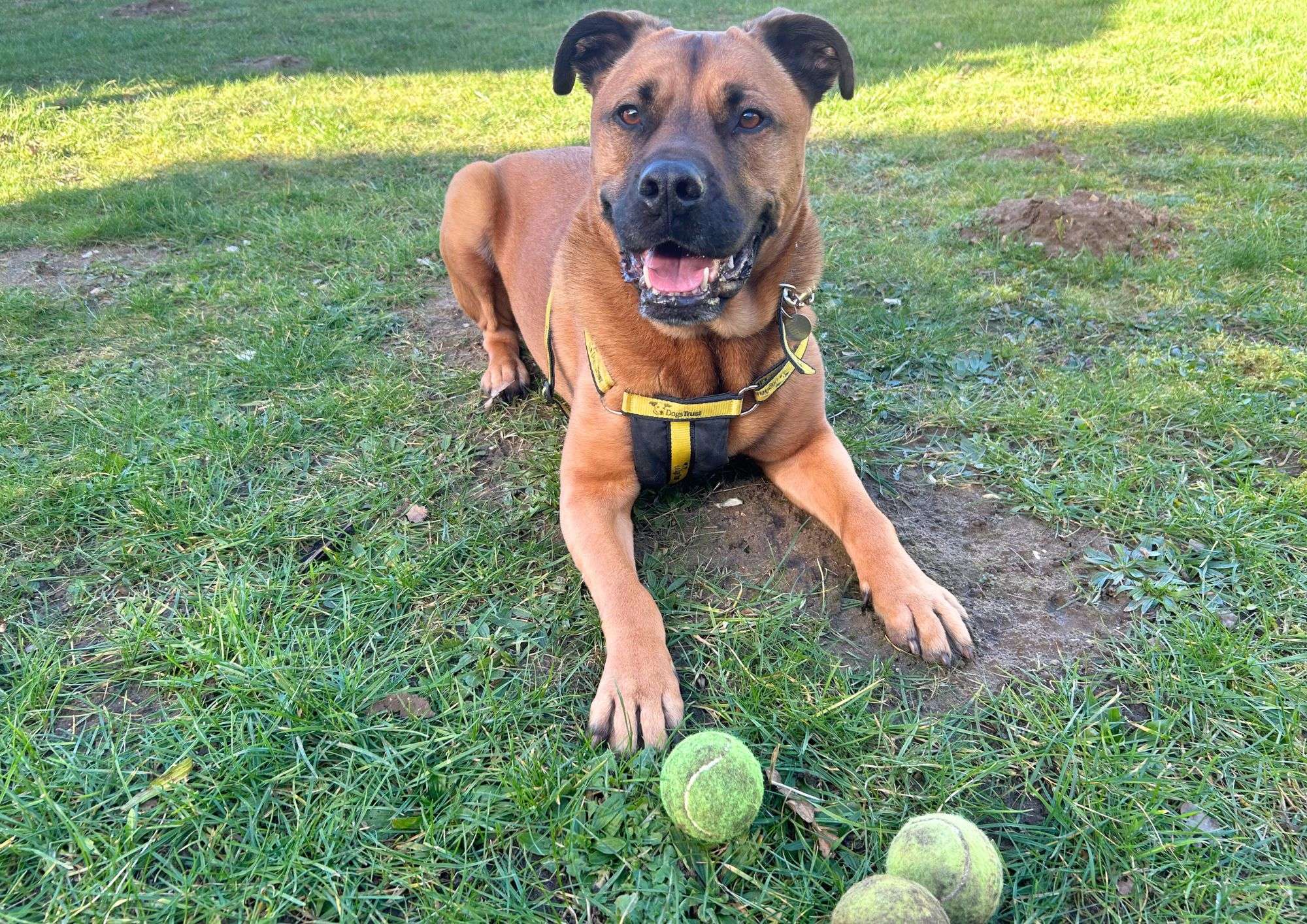 A brown dog in a yellow harness lying on grass, panting and looking at the camera, with three worn tennis balls in front of the dog.