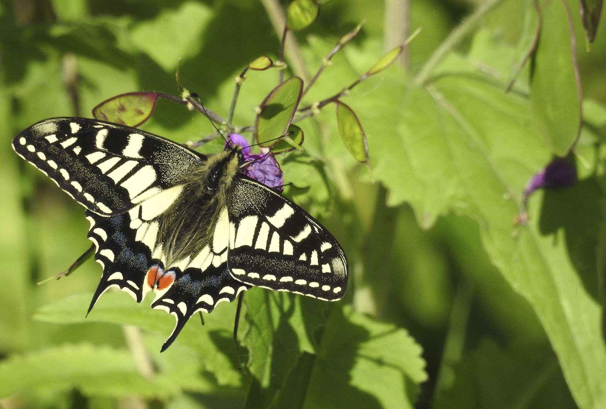 A swallowtail butterfly on a leaf