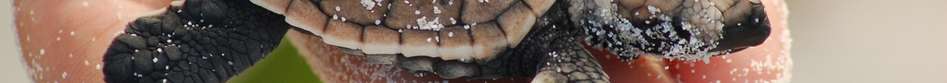 Hawksbill turtle hatchling