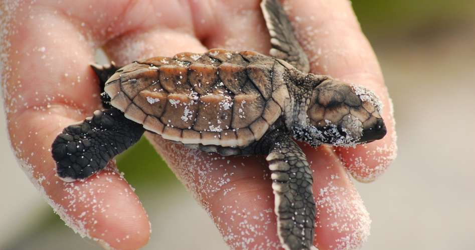 Hawksbill turtle hatchling