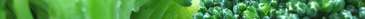 A close up image of some delicious broccoli