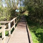 Boardwalk by UEA lake