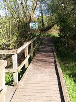 Boardwalk by UEA lake