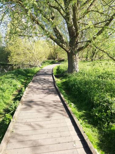 sunny boardwalk by uea lake