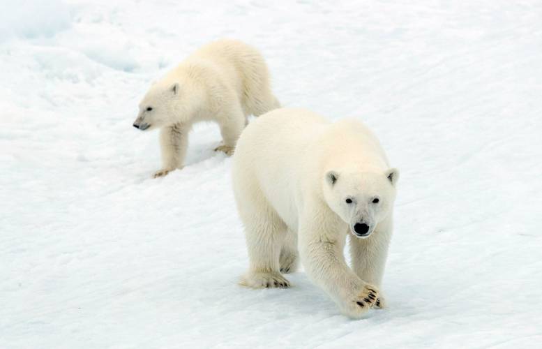 Two polar bears on snow