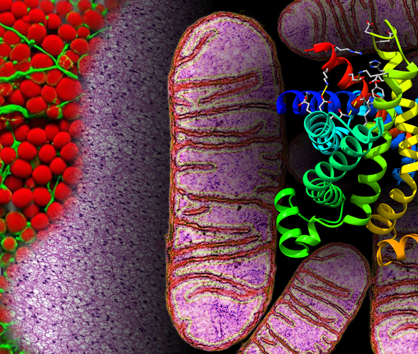 Montage of adipose cells, mitochondria and a protein structure example