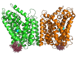 Dimeric structure of LeuT, including rotamer library of in silico attached nitroxide spin labels