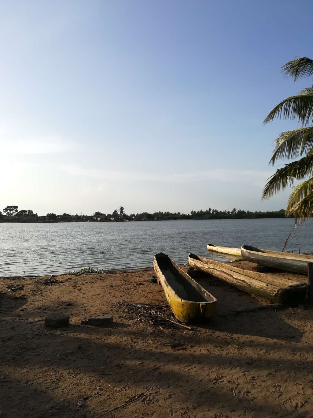 Three canoes by the border of a lagoon, with a palm tree to their right. A light blue sky is in the background with distant trees.