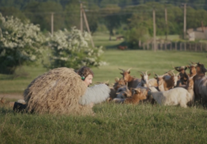 Person in a sheep costume crouches in a grassy field near a herd of goats, with trees and power lines in the background.
