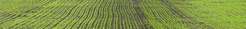 External shots of crops/fields