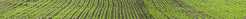 External shots of crops/fields