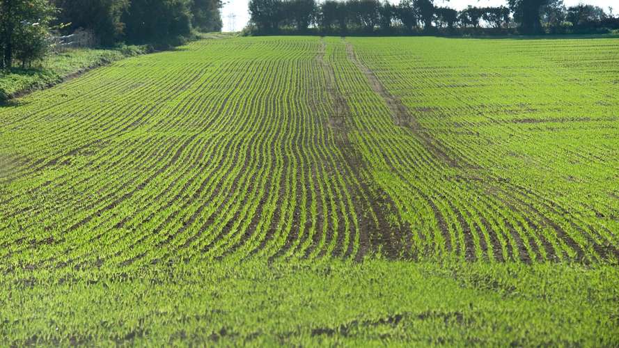 External shots of crops/fields