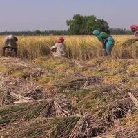 women-working-in-field-still-from-Christines-film_small