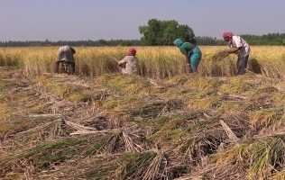 women-working-in-field-still-from-Christines-film_small