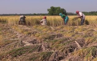 women-working-in-field-still-from-Christines-film_small