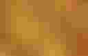 Loading Image of Bees in their hive...