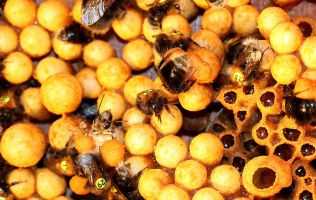 Image of Bees in their hive