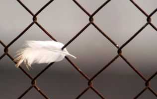 Picture of a bird feather stuck within a barbed wire