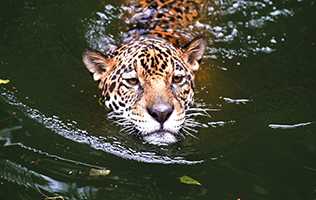 Picture of a tiger in water
