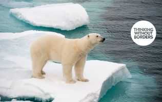 Polar bear on ice