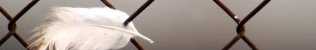 avian-flu-pandemic-feather_small (1)