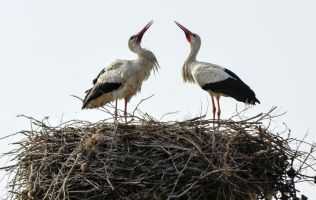 Research-two-birds-in-nest-header_small.jpg