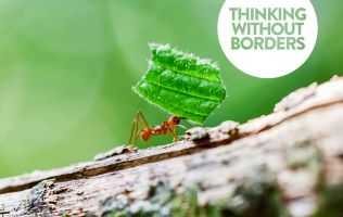 leafcutter ant
