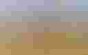 Loading Picture of crops on a field...