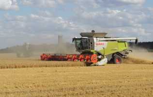 Picture of crops on a field
