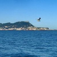Gibraltar-sea-and-bird_small.jpg